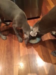 Two dogs Weimaraner playing with same toy on the floor