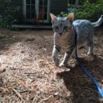Healthier Happier Pets and their people Grey cat prancing in backyard blue lead