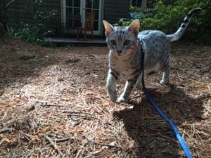 Healthier Happier Pets and their people Grey cat prancing in backyard blue lead