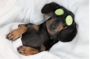 cute dachshund relaxing with cucumber on eyes like dayspa