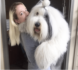 English sheepdog with fringe out of eyes with woman happy and healthy