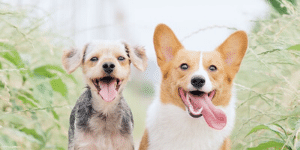 two healthy happy dogs running and smiling genki pet