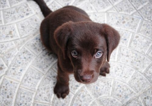 Natural Therapies for Pets cute Chocolate Labrador puppy Looking Up