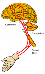 feedback loop between brain and hand kinesiology