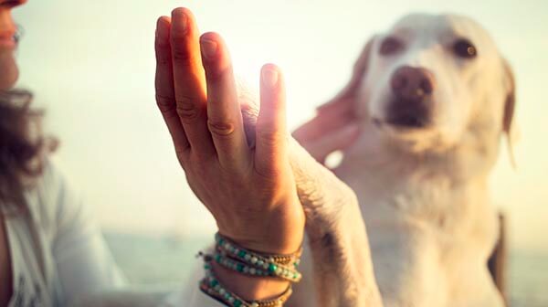 Cute labrador dog high fiving owner's hand in healthy sunshine