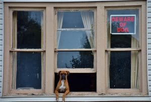 boxer dog home alone out a window