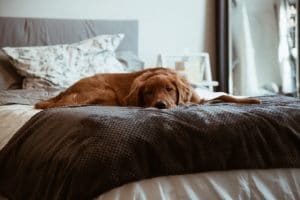 healthier happier dog on bed sleeping